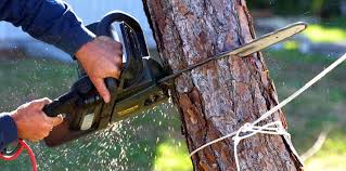 How Our Tree Care Process Works  in Brentwood, PA